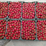 watermarked-rayawp - 2026-08-15T160606.304